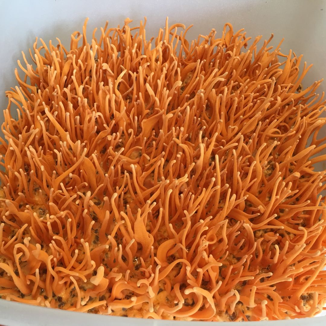 北蟲(chóng)草培養室